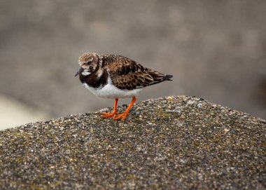 Turnstone (Arenaria), Dublin 'in kıyı şeridindeki kayalarla harmanlanan kendine özgü deseni olan Clontarf kıyıları boyunca çöpleri temizler..