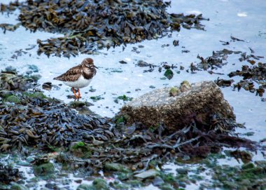 Turnstone (Arenaria), Dublin 'in kıyı şeridindeki kayalarla harmanlanan kendine özgü deseni olan Clontarf kıyıları boyunca çöpleri temizler..