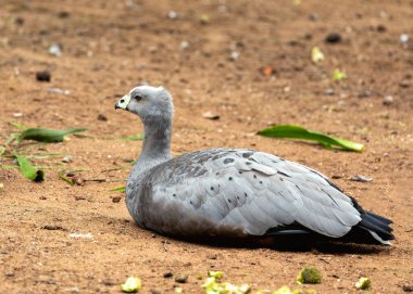 Cape Barren Goose (Cereopsis novaehollandiae) graces Australian coastal plains with its striking appearance and distinctive calls. clipart