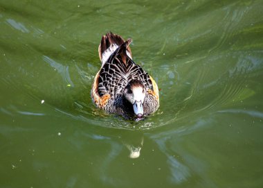 Chiloe Wigeon (Mareca sibilatrix), Dublin 'in sularını süsleyerek şehrin göllerine güzellik katar..