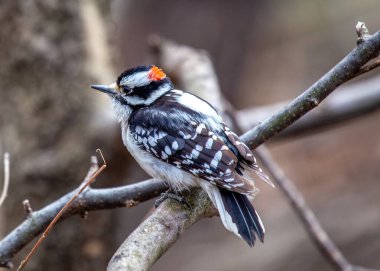 Downy Ağaçkakan (Dryobates ergenleri) Central Park 'ın ağaçlarını keşfeder. Şehir vahasının ortasında belirgin bir tıkırtı sesi yankılanır.. 