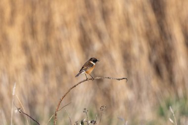 Taşkakan, ötüşünden dolayı adını taşıyan, birbirine tıkırdayan taşlar gibi bir kuştur. Daha çok böcek yer ve Boğa Adası, Dublin 'de fotoğraf çekilir..