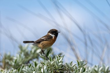 Taşkakan, ötüşünden dolayı adını taşıyan, birbirine tıkırdayan taşlar gibi bir kuştur. Daha çok böcek yer ve Boğa Adası, Dublin 'de fotoğraf çekilir..