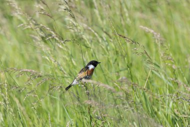 Taşkakan, ötüşünden dolayı adını taşıyan, birbirine tıkırdayan taşlar gibi bir kuştur. Daha çok böcek yer ve Boğa Adası, Dublin 'de fotoğraf çekilir..