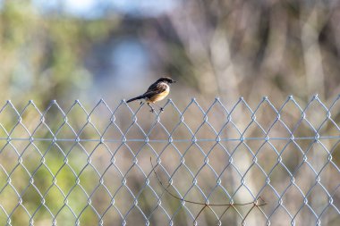 Taşkakan, ötüşünden dolayı adını taşıyan, birbirine tıkırdayan taşlar gibi bir kuştur. Daha çok böcek yer ve Boğa Adası, Dublin 'de fotoğraf çekilir..