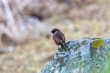 Taşkakan, ötüşünden dolayı adını taşıyan, birbirine tıkırdayan taşlar gibi bir kuştur. Daha çok böcek yer ve Boğa Adası, Dublin 'de fotoğraf çekilir..