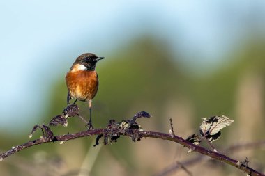 Taşkakan, ötüşünden dolayı adını taşıyan, birbirine tıkırdayan taşlar gibi bir kuştur. Daha çok böcek yer ve Boğa Adası, Dublin 'de fotoğraf çekilir..