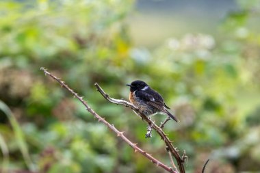 Taşkakan, ötüşünden dolayı adını taşıyan, birbirine tıkırdayan taşlar gibi bir kuştur. Daha çok böcek yer ve Boğa Adası, Dublin 'de fotoğraf çekilir..