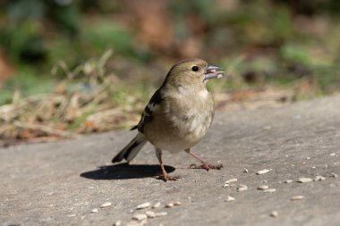 Dişi ispinoz, gri-kahverengi sırtı ve soluk bir göbeği olan sıradan bir ispinozdur. Çoğunlukla tohum, tomurcuk ve böcek yerler. Bu fotoğraf Phoenix Park, Dublin 'de çekildi..