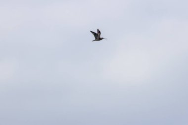 Avrasya Curlew, yiyecek için çamur düzlüklerini araştırmak için kullanılan uzun ve eğri gagalı kahverengi bir kıyı kuşudur. Genelde solucan ve kabuklular gibi omurgasızları yerler. Bu fotoğraf Boğa Adası, Dublin 'de çekildi..