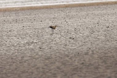 Avrasya Curlew, yiyecek için çamur düzlüklerini araştırmak için kullanılan uzun ve eğri gagalı kahverengi bir kıyı kuşudur. Genelde solucan ve kabuklular gibi omurgasızları yerler. Bu fotoğraf Boğa Adası, Dublin 'de çekildi..