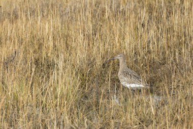 Avrasya Curlew, yiyecek için çamur düzlüklerini araştırmak için kullanılan uzun ve eğri gagalı kahverengi bir kıyı kuşudur. Genelde solucan ve kabuklular gibi omurgasızları yerler. Bu fotoğraf Boğa Adası, Dublin 'de çekildi..