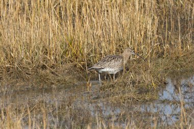 Avrasya Curlew, yiyecek için çamur düzlüklerini araştırmak için kullanılan uzun ve eğri gagalı kahverengi bir kıyı kuşudur. Genelde solucan ve kabuklular gibi omurgasızları yerler. Bu fotoğraf Boğa Adası, Dublin 'de çekildi..