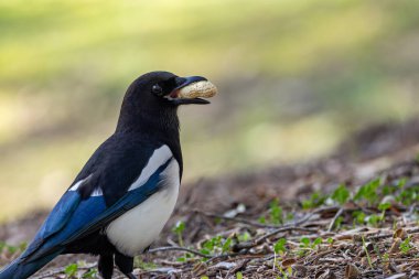 Karga familyasının bir üyesi olan saksağan, şüphesiz siyah ve beyaz bir kuştur. Omurgasızları, leşleri ve tohumları yiyen hepçiller. Bu fotoğraf Ulusal Botanik Bahçeleri, Dublin 'de çekildi..
