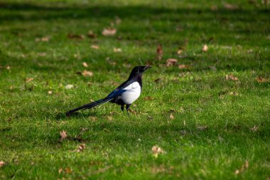 Karga familyasının bir üyesi olan saksağan, şüphesiz siyah ve beyaz bir kuştur. Omurgasızları, leşleri ve tohumları yiyen hepçiller. Bu fotoğraf Ulusal Botanik Bahçeleri, Dublin 'de çekildi..
