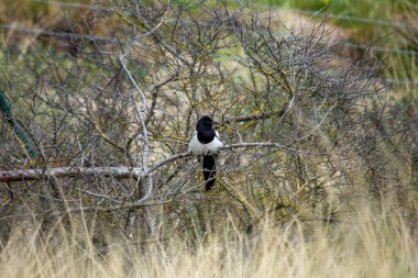 Karga familyasının bir üyesi olan saksağan, şüphesiz siyah ve beyaz bir kuştur. Omurgasızları, leşleri ve tohumları yiyen hepçiller. Bu fotoğraf Ulusal Botanik Bahçeleri, Dublin 'de çekildi..