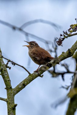 Kıçı kalkık, küçük, sıcak kahverengi Avrasya Wren 'i. Böcek ve örümcek yiyor. Fotoğraf Boğa Adası Dublin İrlanda 'da kıyıdaki otların ve sazlıkların arasında çekildi..