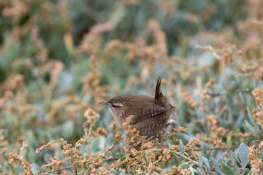 Kıçı kalkık, küçük, sıcak kahverengi Avrasya Wren 'i. Böcek ve örümcek yiyor. Fotoğraf Boğa Adası Dublin İrlanda 'da kıyıdaki otların ve sazlıkların arasında çekildi..