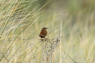 Kıçı kalkık, küçük, sıcak kahverengi Avrasya Wren 'i. Böcek ve örümcek yiyor. Fotoğraf Boğa Adası Dublin İrlanda 'da kıyıdaki otların ve sazlıkların arasında çekildi..