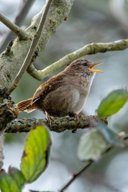 Kıçı kalkık, küçük, sıcak kahverengi Avrasya Wren 'i. Böcek ve örümcek yiyor. Fotoğraf Boğa Adası Dublin İrlanda 'da kıyıdaki otların ve sazlıkların arasında çekildi..