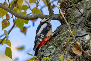 Muhteşem benekli ağaçkakan, koyu siyah, beyaz ve kırmızı tüyleriyle Madrid, İspanya 'daki Casa de Campo' da ağaç gövdesinde böcek arıyor.. 