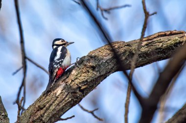 Muhteşem benekli ağaçkakan, koyu siyah, beyaz ve kırmızı tüyleriyle Madrid, İspanya 'daki Casa de Campo' da ağaç gövdesinde böcek arıyor.. 