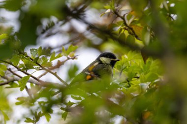 Zeytin yeşili sırtı sarı göğsü ve siyah kafa çizgisi olan şehir dostu ötücü kuş. Böcek tohumu ve larva yer ve kuş besleyicilerini ziyaret eder. Fotoğraf St. Stephen 's Green Dublin' de çekildi..