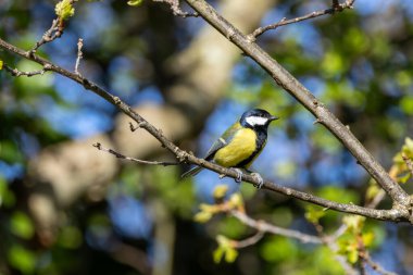 Zeytin yeşili sırtı sarı göğsü ve siyah kafa çizgisi olan şehir dostu ötücü kuş. Böcek tohumu ve larva yer ve kuş besleyicilerini ziyaret eder. Fotoğraf St. Stephen 's Green Dublin' de çekildi..