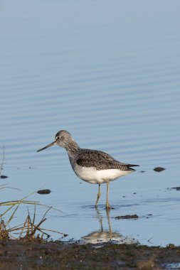 Uzun yeşilimsi bacakları ve hafifçe ters dönmüş gagası var. Sığ sularda böcek, balık ve kabuklularla besleniyor. Fotoğraf Dublin açıklarındaki Bull Adası 'nda çekildi..