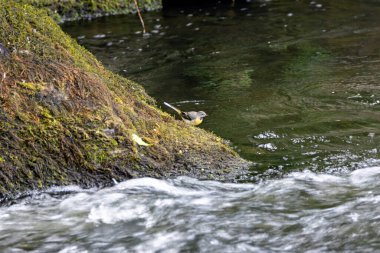 Uzun kuyruklu, sarı alt parçaları ve gri üst parçaları olan ince bir kuş. Suyun yakınındaki böceklerle besleniyor. Fotoğraf Howth, Dublin 'de, kıyı akarsuları ve nehir kenarlarında çekildi..