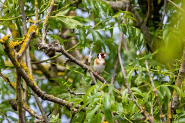 Canlı bir Avrupa ispinozu, kırmızı yüzü ve sarı kanat çubuklarıyla tanınan, Boğa Adası 'nın sahil kumullarına tünemiş. Devedikeni ve diğer ot tohumlarıyla beslenir..