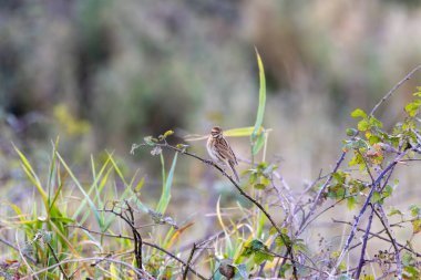 Çizgili kahverengi tüylü dişi sazlıklar. Tohum ve böcek yiyor. Fotoğraf: Bull Island, Dublin, İrlanda.