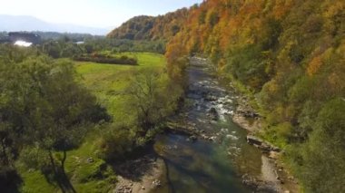 Drone hava, üst görünümden: dağ orman ve nehir üzerinde uçan. Orman sarı sonbahar renk. Nehir dağ eteklerinde.
