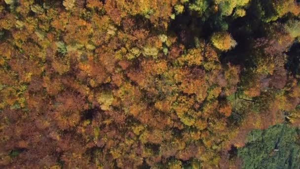 Vista aérea, superior de Drone: vista das coroas florestais de árvores de cima . — Vídeo de Stock
