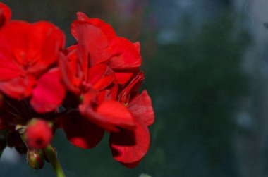 Kırmızı sardunya çiçeği yakın plan.