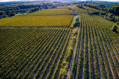 Fotos Aereas de los Viedos del Penedes en Sant Martin Sarroca en Barcelona, Espaa