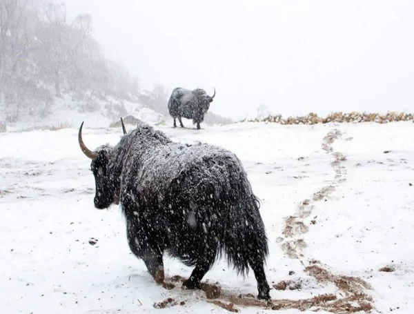 Himalaya Yacks Und Schnee — Stockfoto
