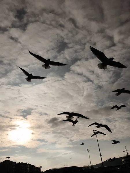 Seagulls flying in the moody sky.