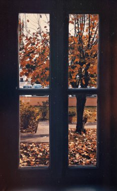 Pencerenin yanındaki sonbahar ağacı 