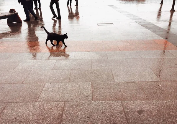 Бродячая Черная Кошка Ходит Улице — стоковое фото