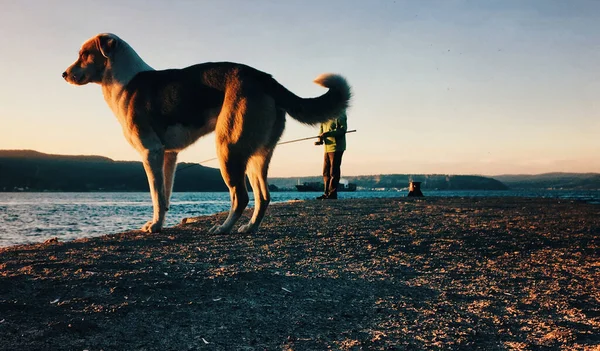 Kıyı şeridinde başıboş köpek ve balıkçı var..