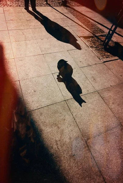 Kedi ve caddedeki adam gölgeler 