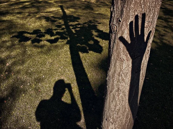 Ağaç Gövdesindeki Gölgesi Parklardaki Gölgem — Stok fotoğraf