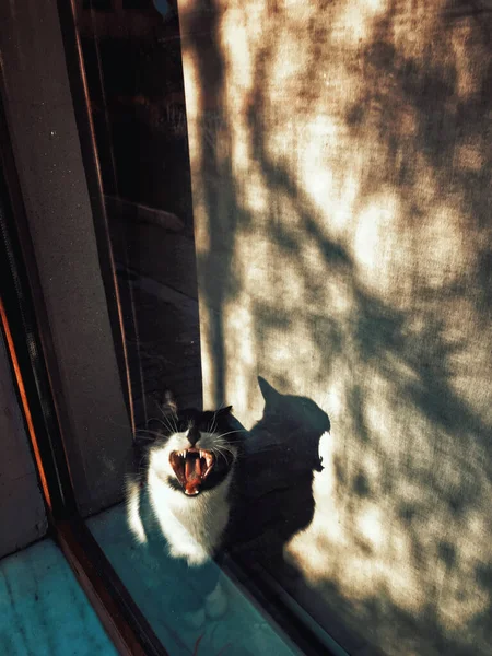 Sbadigliare Gatto Sua Ombra Nella Finestra — Foto Stock