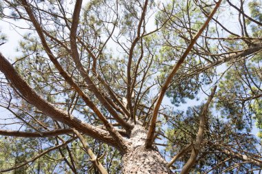 Aşağıdan çam ağacında güneşli bir gün