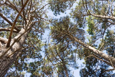 Aşağıdan çam ağacında güneşli bir gün