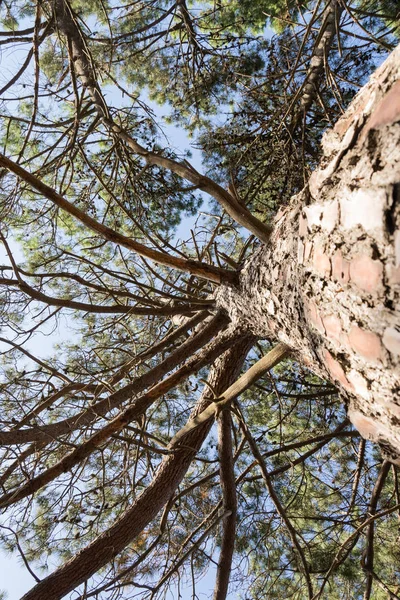 El pino de abajo en el día soleado — Foto de Stock