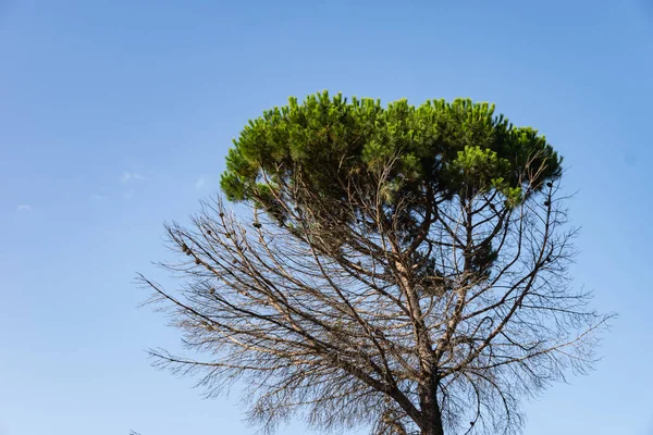 El pino de abajo en el día soleado — Foto de Stock