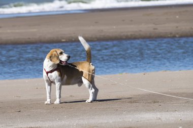 Denize çok yakın sahilde Beagle