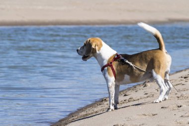 Denize çok yakın sahilde Beagle